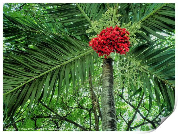 Tree With Bunch of Red Berries Print by Errol D'Souza