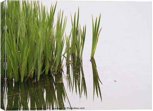 Reeds in pond Canvas Print by Austen van der Werf