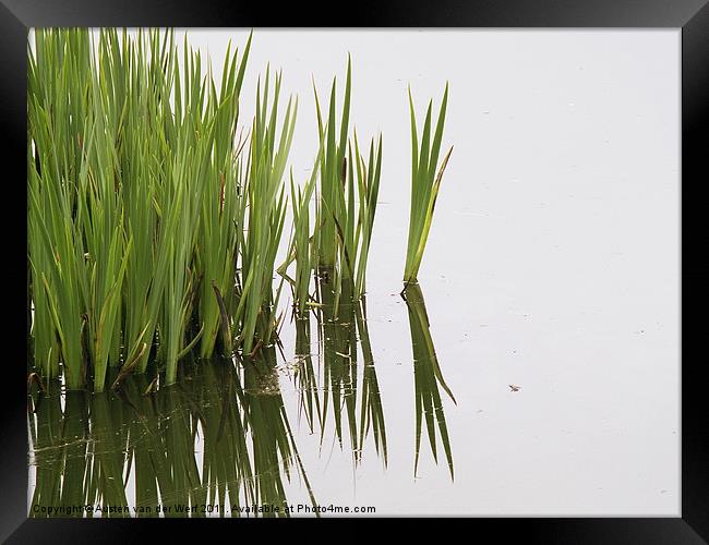Reeds in pond Framed Print by Austen van der Werf