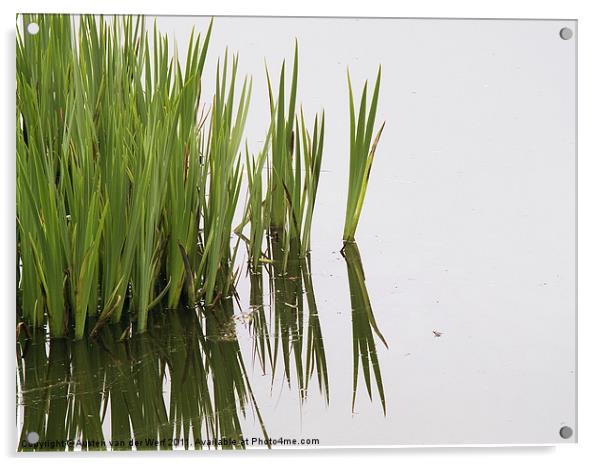 Reeds in pond Acrylic by Austen van der Werf
