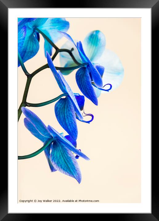 Side view of a blue colored Orchid  Framed Mounted Print by Joy Walker