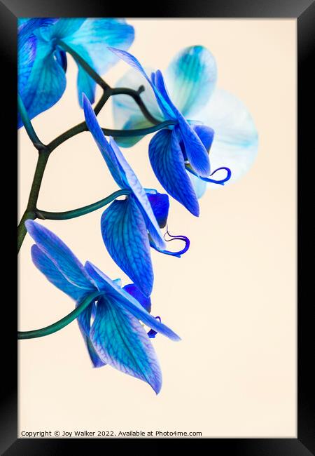 Side view of a blue colored Orchid  Framed Print by Joy Walker