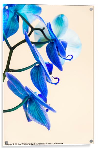 Side view of a blue colored Orchid  Acrylic by Joy Walker