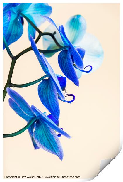 Side view of a blue colored Orchid  Print by Joy Walker