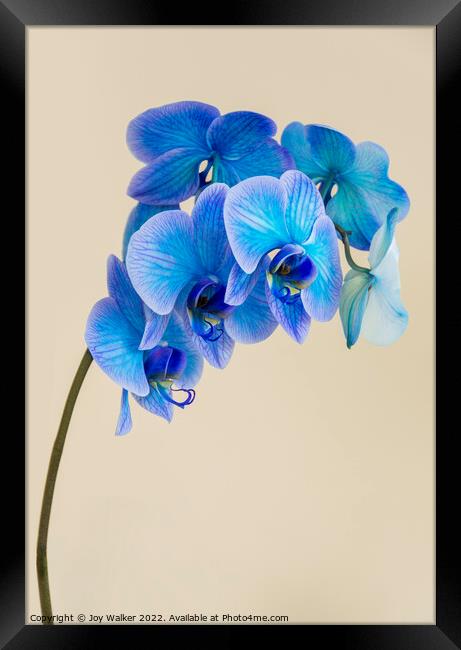 A single bloom stem of a blue colored orchid Framed Print by Joy Walker