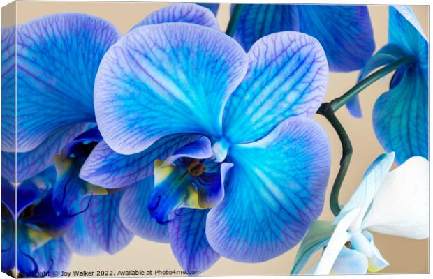 close up of a blue colored Orchid bloom Canvas Print by Joy Walker