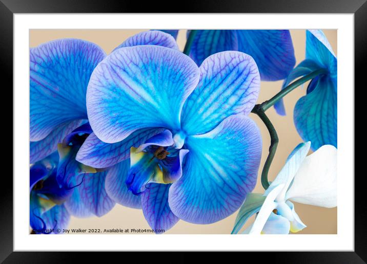 close up of a blue colored Orchid bloom Framed Mounted Print by Joy Walker