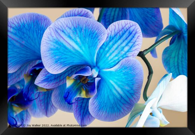 close up of a blue colored Orchid bloom Framed Print by Joy Walker
