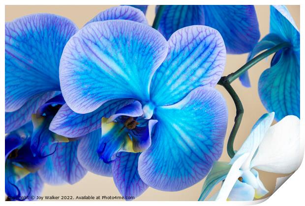 close up of a blue colored Orchid bloom Print by Joy Walker