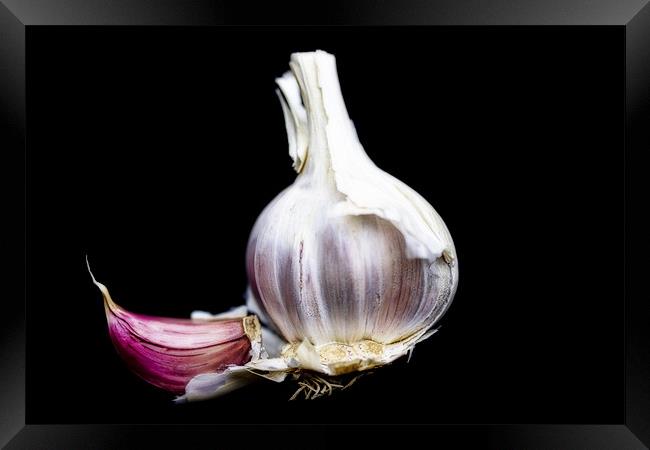 Just Garlic Framed Print by Lynne Morris (Lswpp)