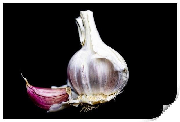 Just Garlic Print by Lynne Morris (Lswpp)