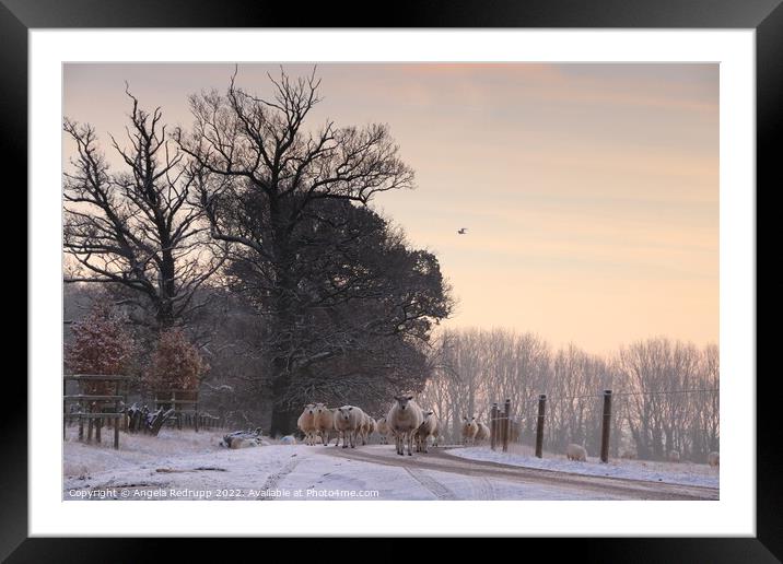 Sheep on the road though Fawsley Framed Mounted Print by Angela Redrupp