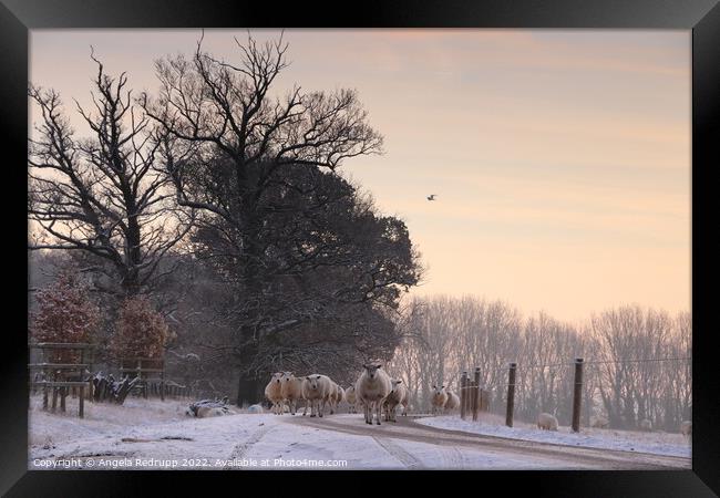 Sheep on the road though Fawsley Framed Print by Angela Redrupp