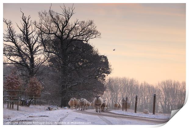 Sheep on the road though Fawsley Print by Angela Redrupp