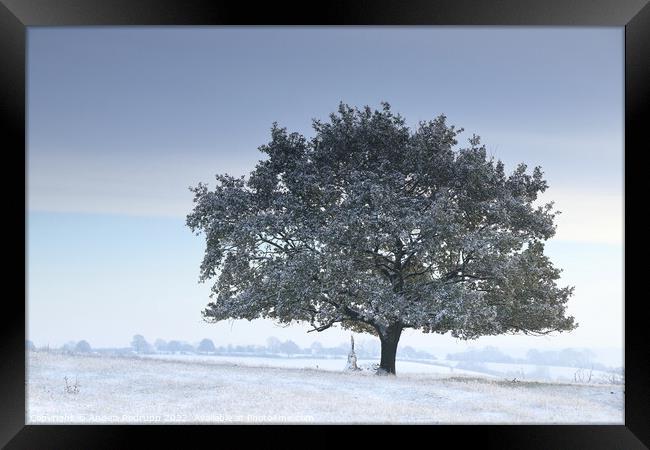 Lone tree n the snow Framed Print by Angela Redrupp