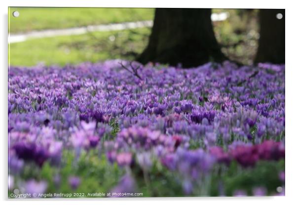 A carpet of crocus Acrylic by Angela Redrupp