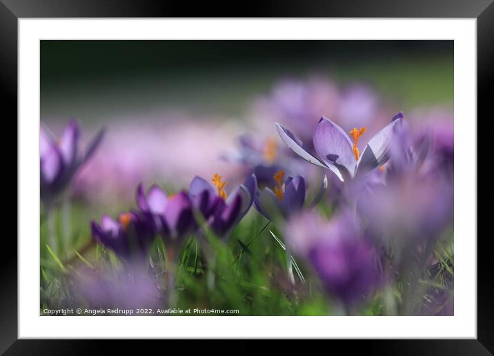 Purple crocus in the morning sun Framed Mounted Print by Angela Redrupp