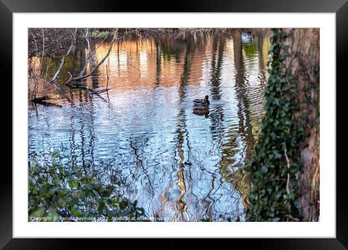 Ripples on a Lake with Duck Framed Mounted Print by Pamela Reynolds