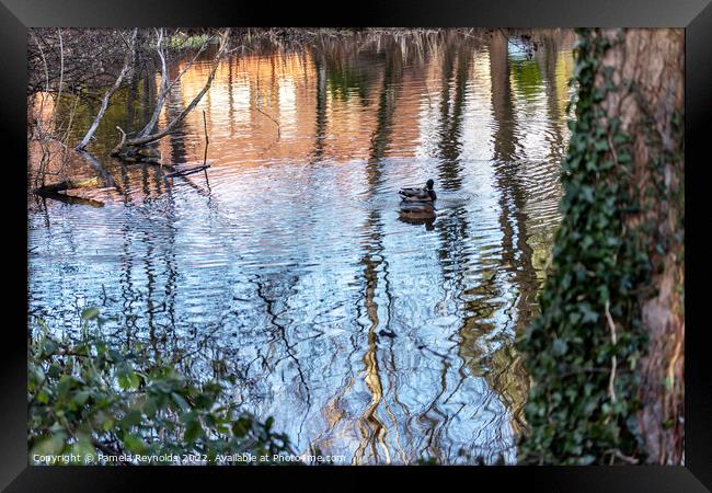 Ripples on a Lake with Duck Framed Print by Pamela Reynolds