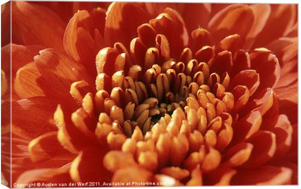 Orange Chrysanthemum Canvas Print by Austen van der Werf