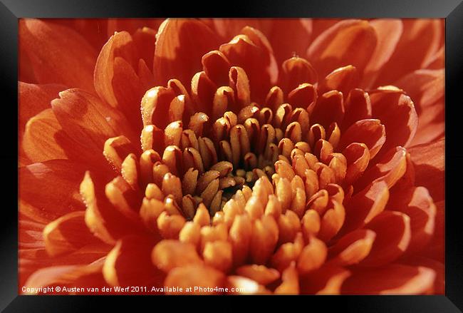Orange Chrysanthemum Framed Print by Austen van der Werf