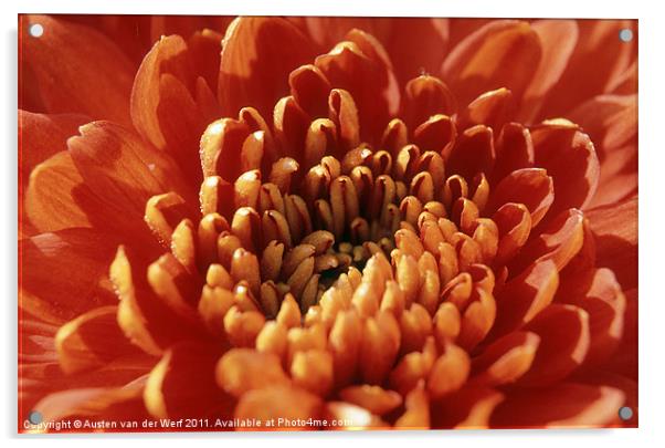 Orange Chrysanthemum Acrylic by Austen van der Werf