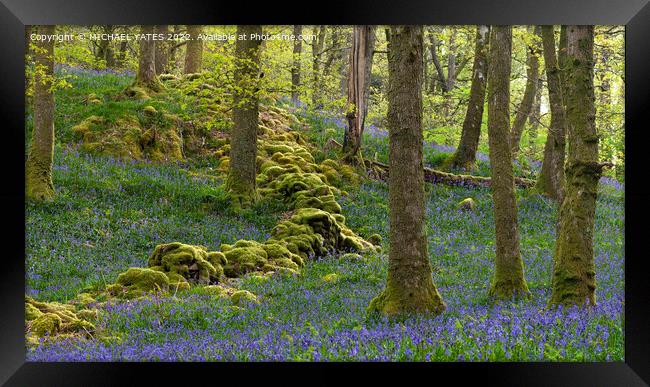 Bluebell Wood Framed Print by MICHAEL YATES