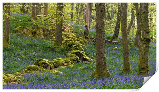 Bluebell Wood Print by MICHAEL YATES