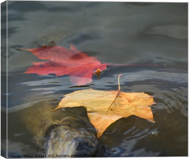 Floating Leaves Canvas Print by Nigel Bangert