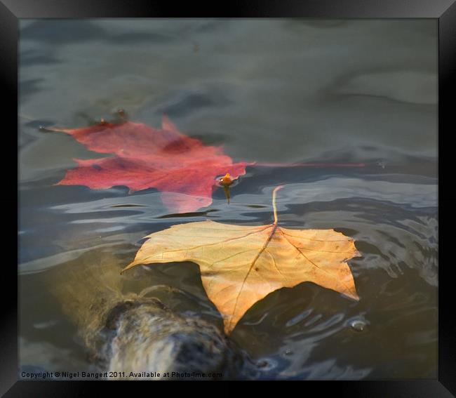 Floating Leaves Framed Print by Nigel Bangert