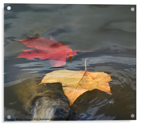 Floating Leaves Acrylic by Nigel Bangert