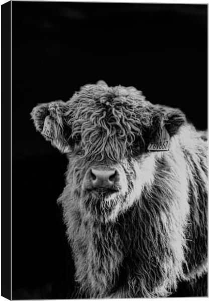 A Highland Cow looking at the camera Canvas Print by Duncan Loraine