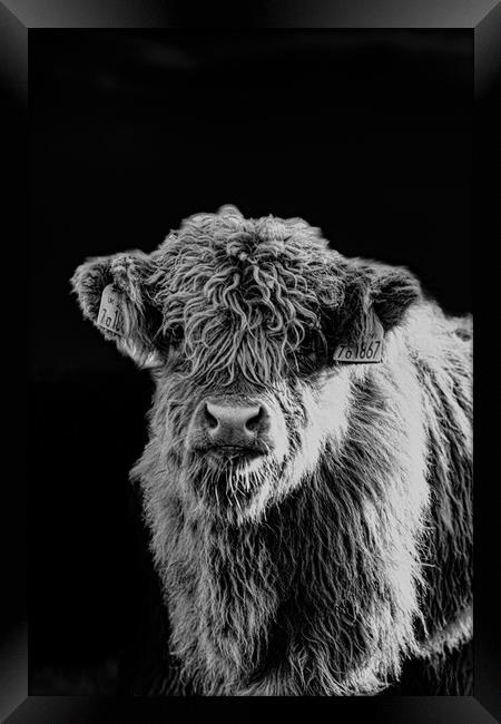 A Highland Cow looking at the camera Framed Print by Duncan Loraine