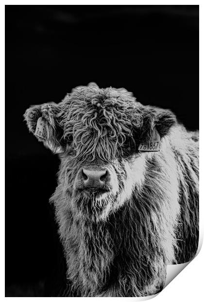 A Highland Cow looking at the camera Print by Duncan Loraine
