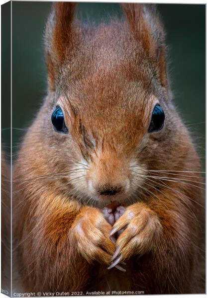 A close up of a red squirrel Canvas Print by Vicky Outen