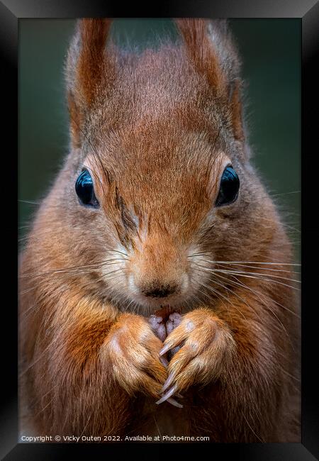 A close up of a red squirrel Framed Print by Vicky Outen