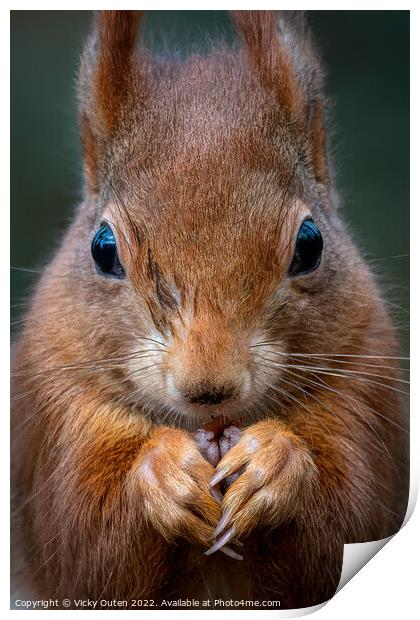 A close up of a red squirrel Print by Vicky Outen