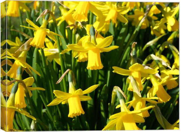 Bright yellow spring daffodils Canvas Print by Gordon Dixon