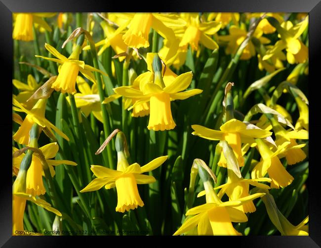 Bright yellow spring daffodils Framed Print by Gordon Dixon