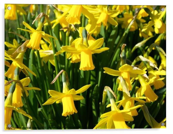 Bright yellow spring daffodils Acrylic by Gordon Dixon
