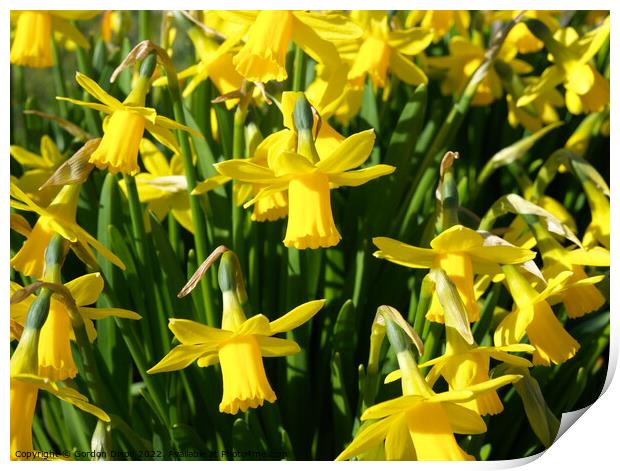 Bright yellow spring daffodils Print by Gordon Dixon