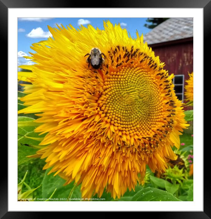 Buzzing Sunflower Feast Framed Mounted Print by Deanne Flouton