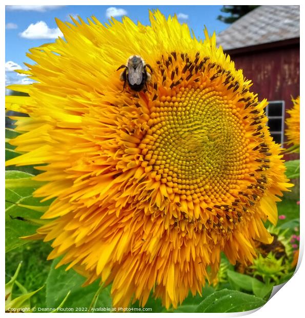 Buzzing Sunflower Feast Print by Deanne Flouton