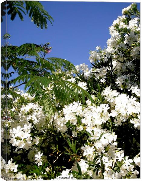 White Oleanders and mimosa leaves Canvas Print by Stephanie Moore