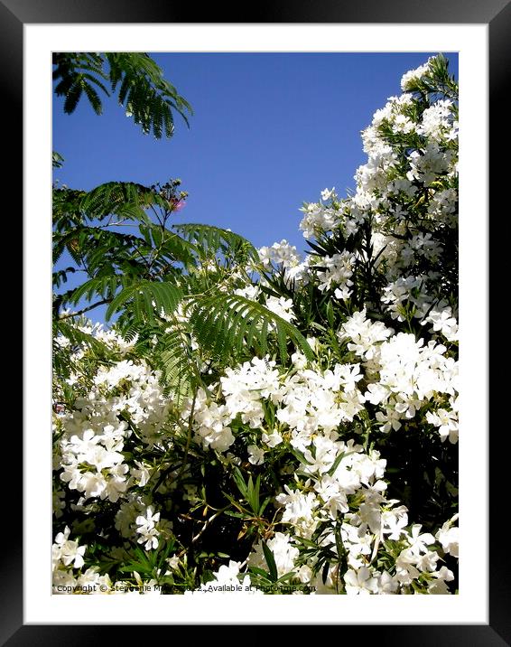 White Oleanders and mimosa leaves Framed Mounted Print by Stephanie Moore