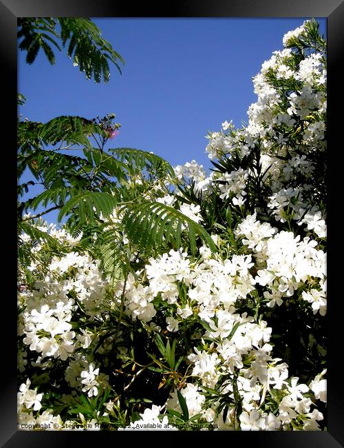 White Oleanders and mimosa leaves Framed Print by Stephanie Moore