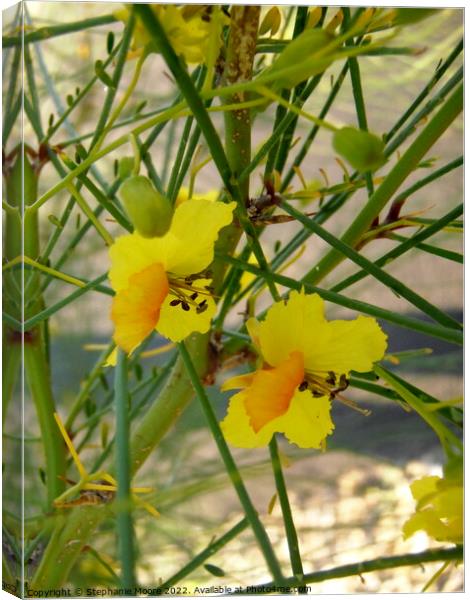 Yellow desert flower Canvas Print by Stephanie Moore