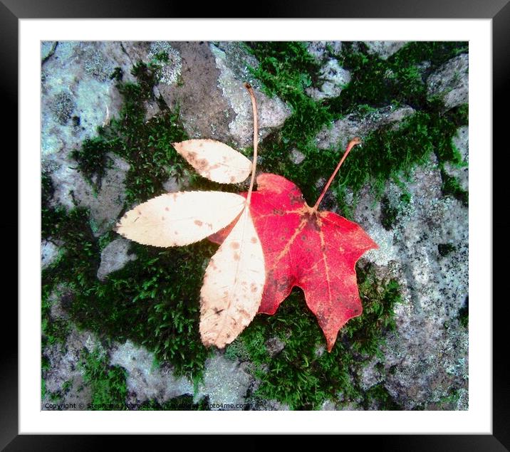 Two Fallen Leaves Framed Mounted Print by Stephanie Moore