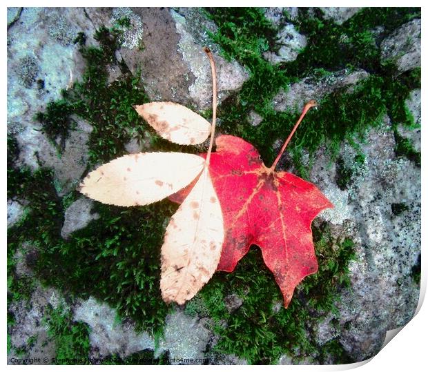 Two Fallen Leaves Print by Stephanie Moore