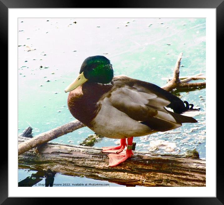 Mallard Drake Framed Mounted Print by Stephanie Moore